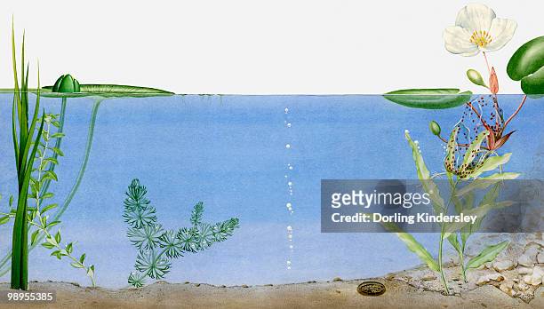 illustration of a pond with water beetle pupa on the bottom and dragonfly eggs near a water lily - leben im teich stock-grafiken, -clipart, -cartoons und -symbole