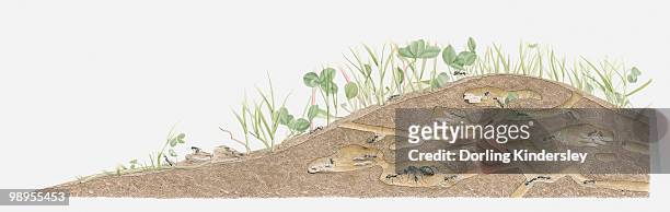 illustration of an ants nest - dorling kindersley stock illustrations