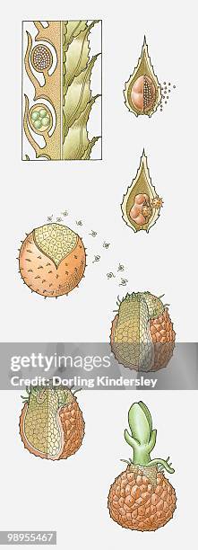 illustration of the life cycle of a selaginella sp. (heterosporous clubmoss) - dorling kindersley stock-grafiken, -clipart, -cartoons und -symbole