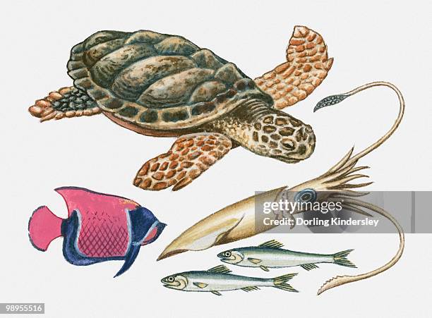 illustration of turtle, squid, sardines and angel fish - dorling kindersley stock illustrations