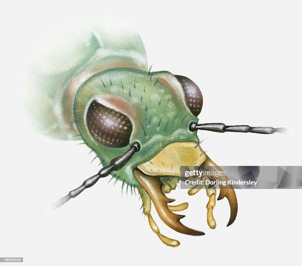 Illustration of a beetle's head