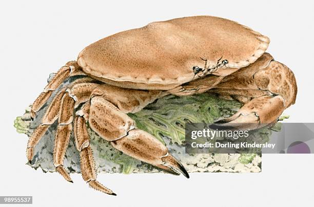 illustration of a crab - dorling kindersley stock illustrations