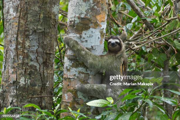 two toed sloth - panama wildlife stock pictures, royalty-free photos & images