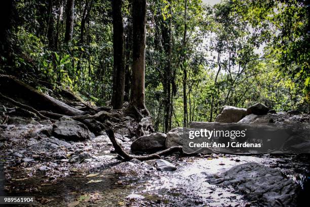 quebrada el chupal - ana silva bildbanksfoton och bilder