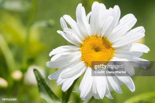 Merrick Daisy Miss Daisy Photos and Premium High Res Pictures - Getty Images