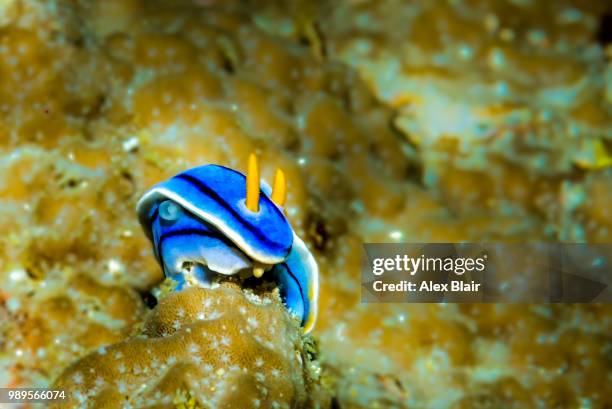 nudibranch - mandarinfish stock pictures, royalty-free photos & images
