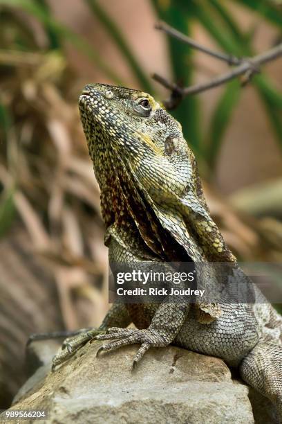 frilled lizard - frilled lizard stock pictures, royalty-free photos & images