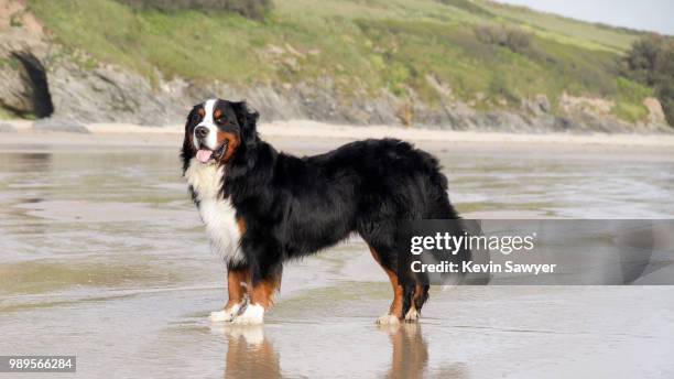 bernese on holiday - berner sennenhond stockfoto's en -beelden