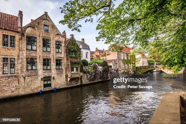 dog of brugge 3 - savage dog stock pictures, royalty-free photos & images