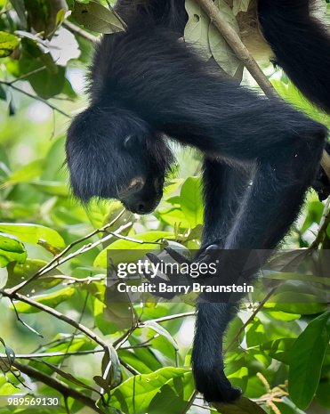 Howler monkeys in Belize Howler monkeys in Belize