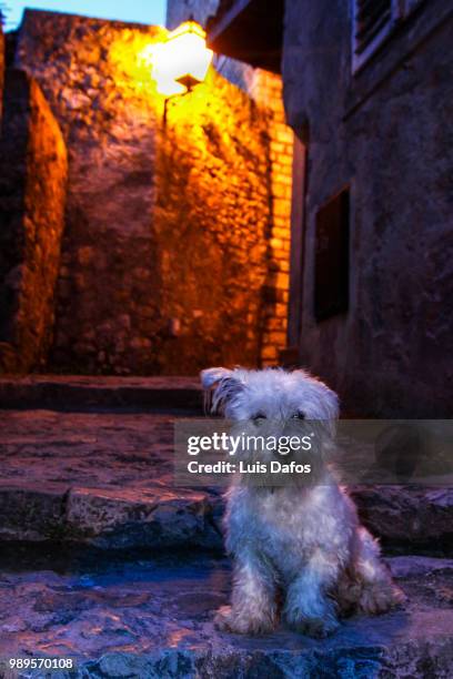 west highland white terrier - dafos fotografías e imágenes de stock