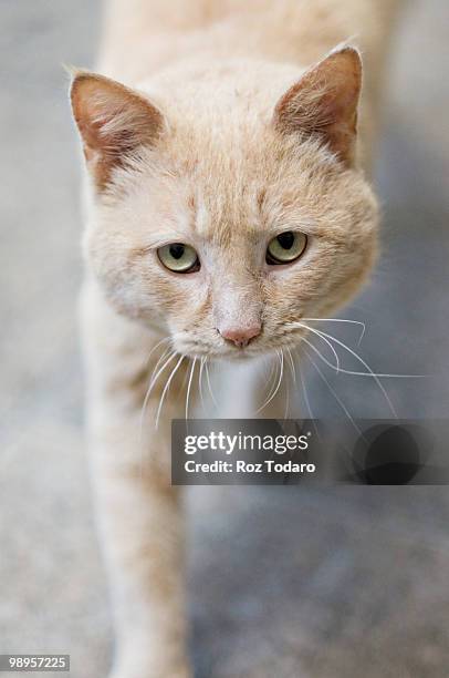 large orange tabby cat - waxahachie stock-fotos und bilder