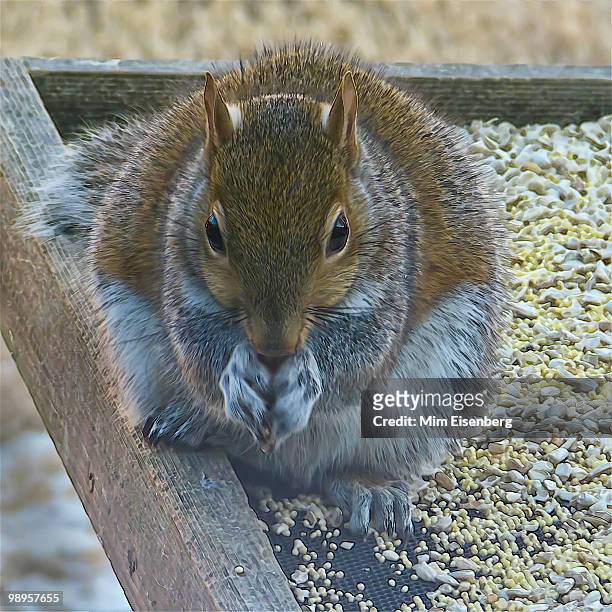 eastern gray squirrel at tray feeder - carrying in mouth ストックフォトと画像
