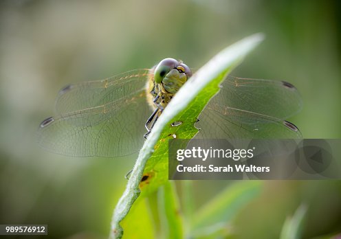 Common Darter Common Darter