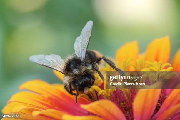 dark raider... - dark botanical fauna stockfoto's en -beelden