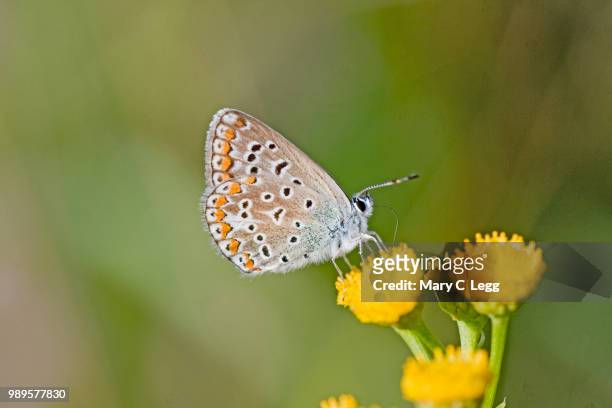 common blue, polyommatus icarus on tansy, tanacetum vulgare - tansy stock pictures, royalty-free photos & images