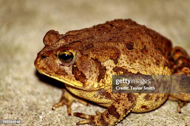 the toad - insectivora stock pictures, royalty-free photos & images