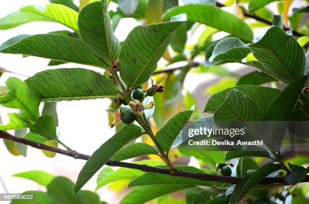 guava growing - guava fruit stock-fotos und bilder