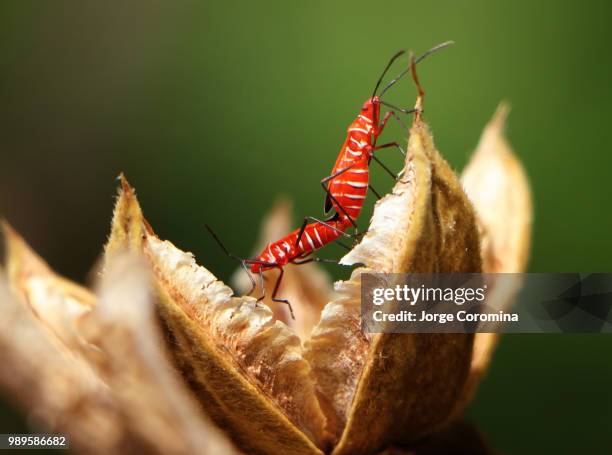 Two Mating Insects 2,469 Mating Insects Stock Photos, High-Res Pictures, and Images ...
