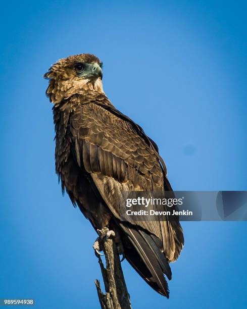 bateleur eagle (terathopius ecaudatus) - bateleur eagle stock pictures, royalty-free photos & images