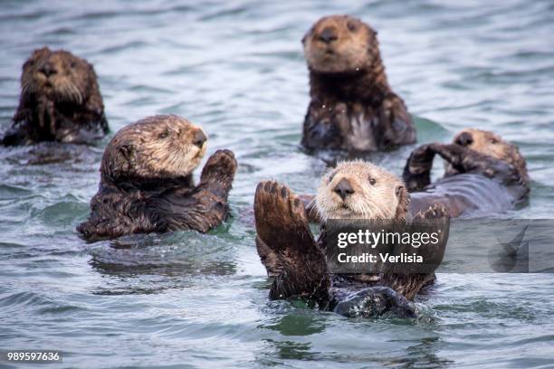 otter family - otter stock pictures, royalty-free photos & images