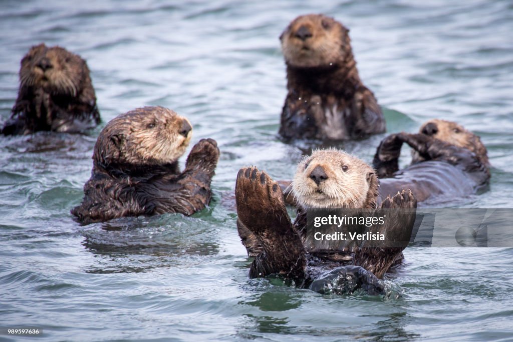 Otter Family