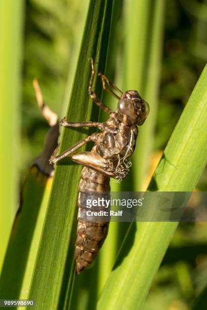 little dragonfly - grasshopper nymph stock pictures, royalty-free photos & images