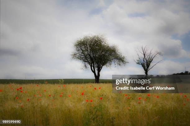 arbre coquelicot - coquelicot stock-fotos und bilder