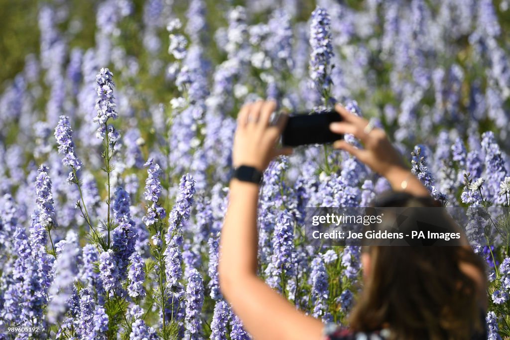 Delphinium feature