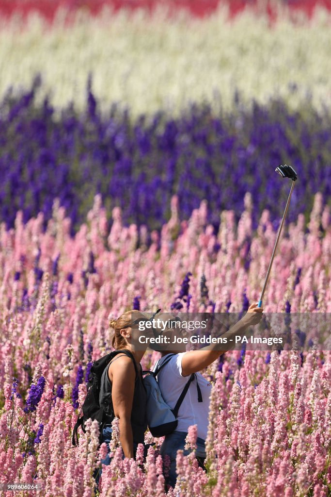 Delphinium feature