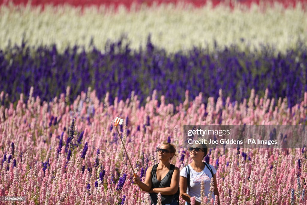 Delphinium feature