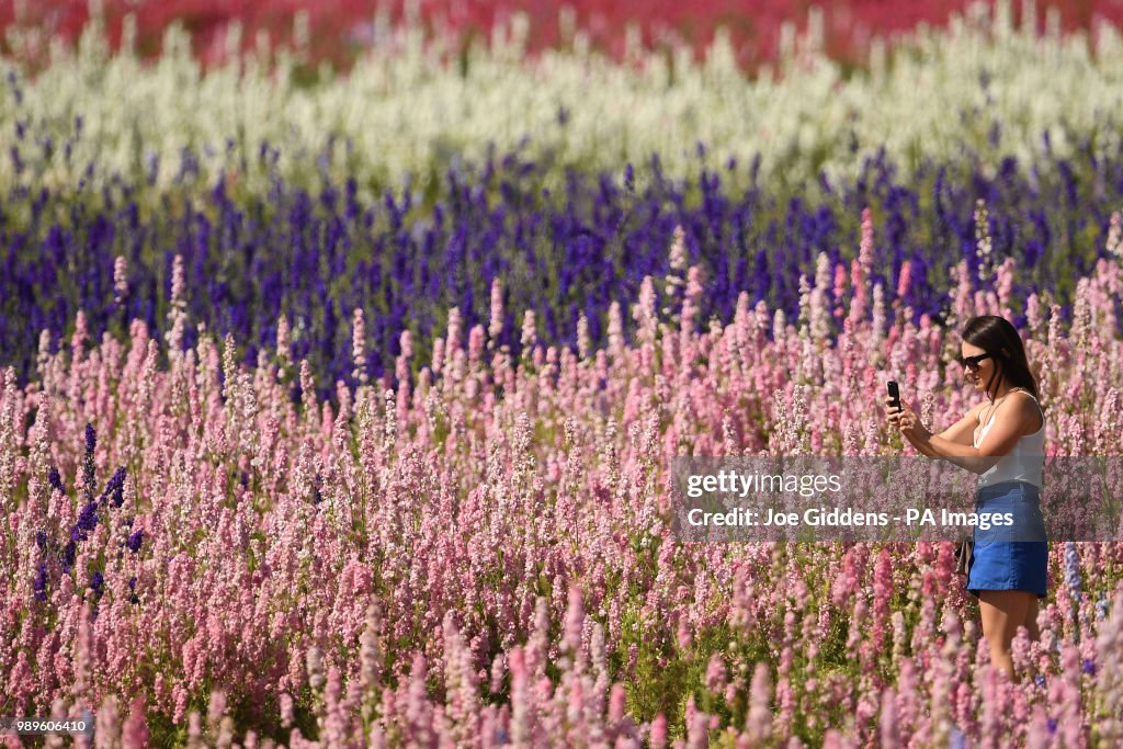 Delphinium feature