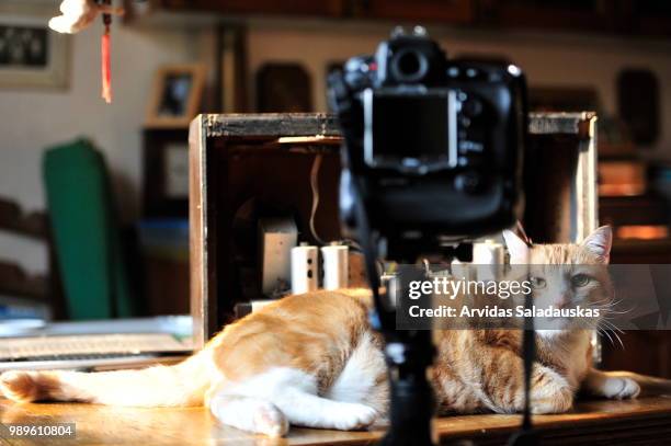 fotoshooting mit kater. - fotoshooting stock pictures, royalty-free photos & images