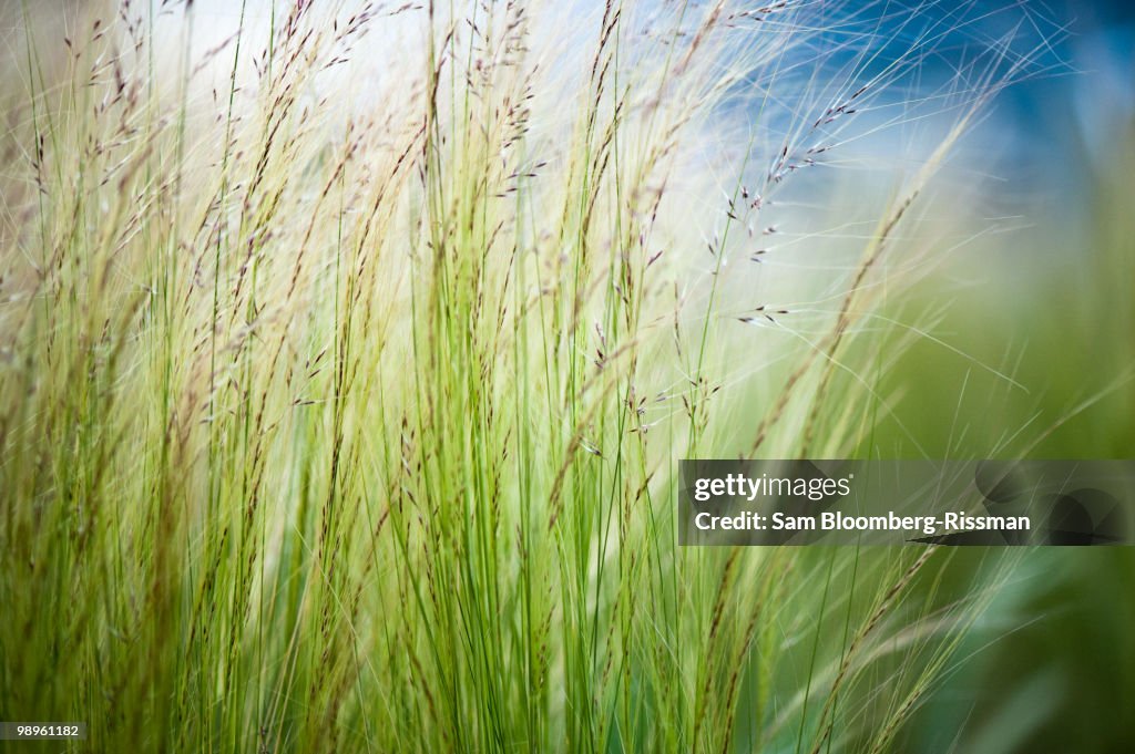 Grasslands of los angeles