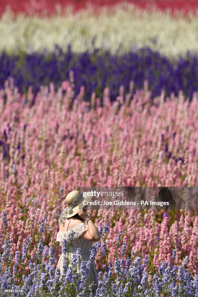 Delphinium feature
