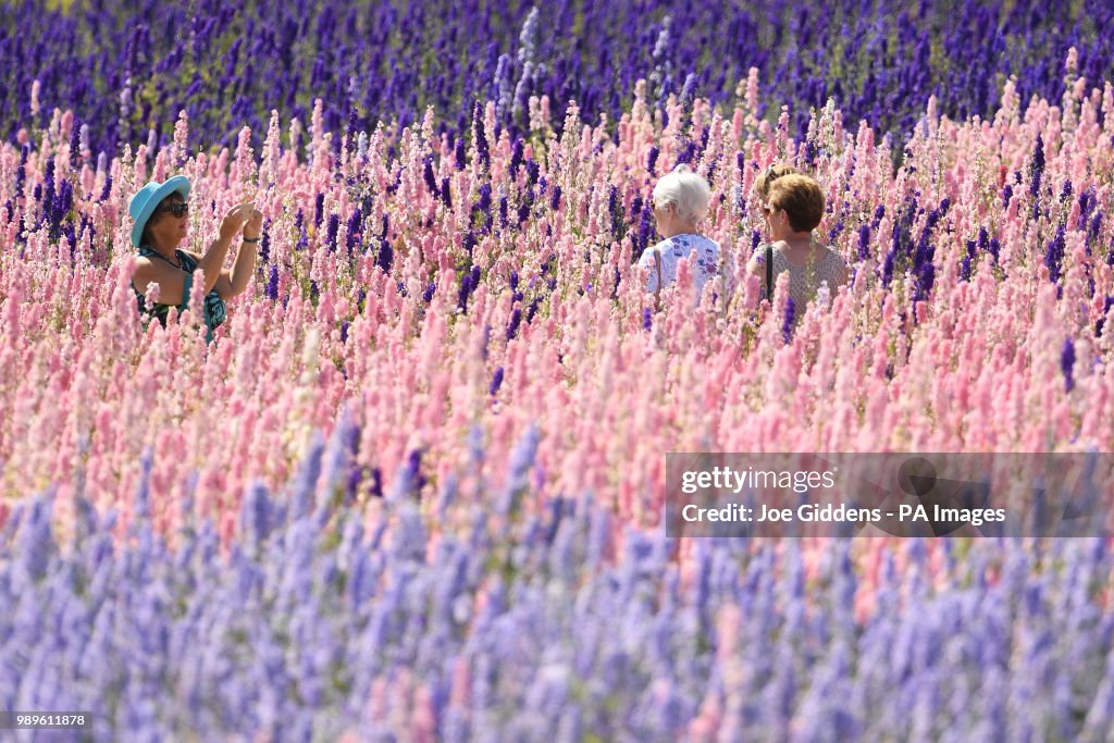 Delphinium feature