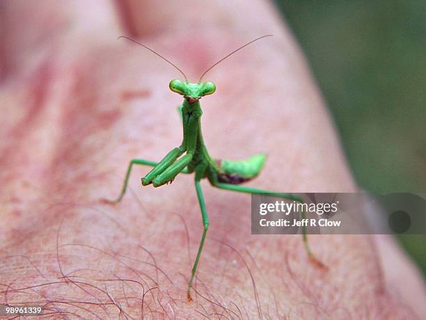 Mantis Rnd Photo 163 Mantis Man Stock Photos, High-Res Pictures, and Images - Getty Images
