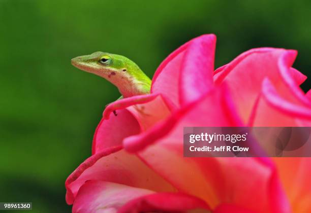 Lizard Witho Roses Anoles Lizards Photos and Premium High Res Pictures - Getty Images