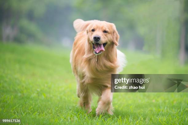 happy dog - golden retriever stock pictures, royalty-free photos & images