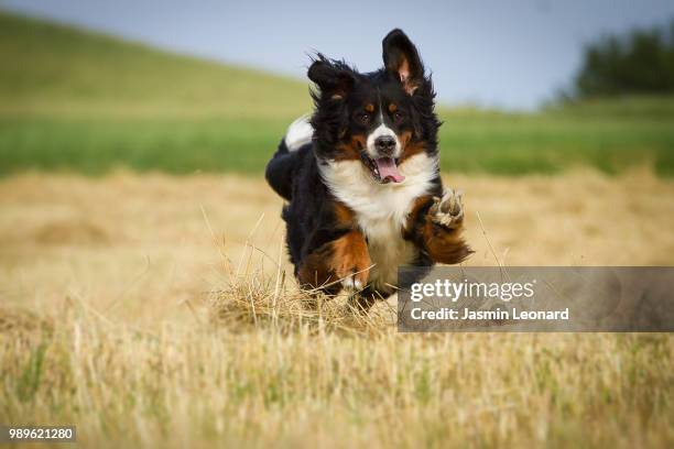 bernese mountain dog running on field - berner sennenhond stockfoto's en -beelden