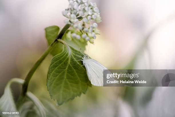 hydrangea flower with a large white butterfly - weide stock pictures, royalty-free photos & images