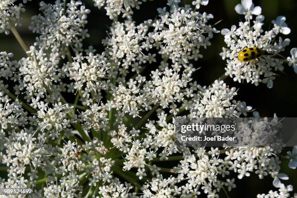 little bug in the lace - lace bug stock pictures, royalty-free photos & images