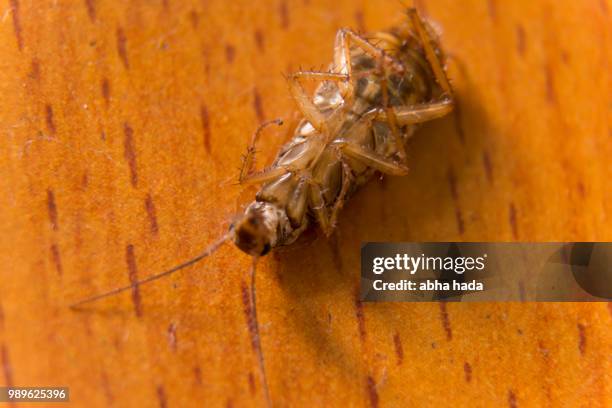 Dead Cockroach High-Res Stock Photo