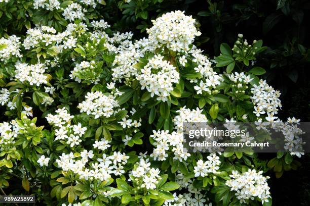 mexican orange blossom, choisya ternata, in close-up. - haslemere stock-fotos und bilder