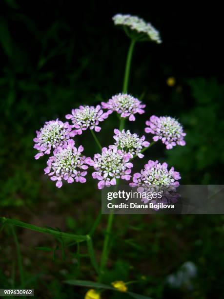 Almost Spring Pink 2,959 Almost Spring Stock Photos, High-Res Pictures, and Images - Getty ...