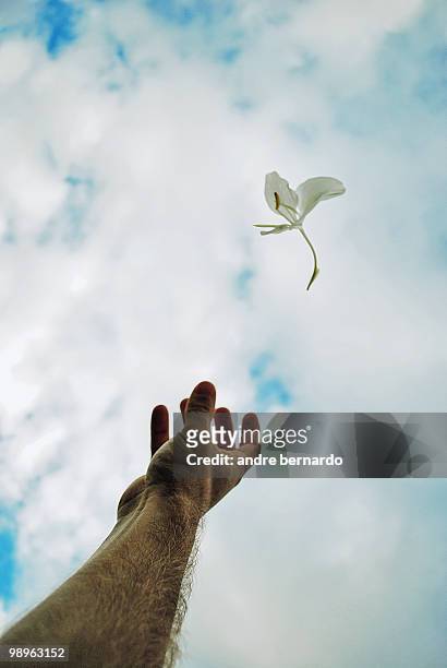 man throwing a flower into the blue sky - garopaba stock pictures, royalty-free photos & images