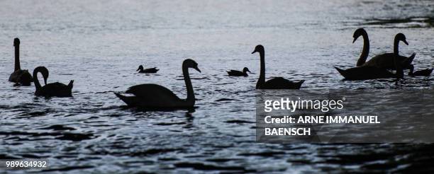 Swans swim on the Landwehrkanal canal in Berlin on July 2, 2018. - Germany OUT / Germany OUT