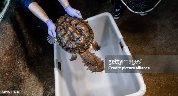 An employee puts a mata mata turtle on a scale during the inventory of the 'Sea Life Timmendorfer Strand' in Timmendorfer Strand, Germany, 03 January...
