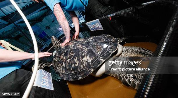 Employees weigh the sea turtle Speedy during the inventory of the 'Sea Life Timmendorfer Strand' in Timmendorfer Strand, Germany, 03 January 2018....