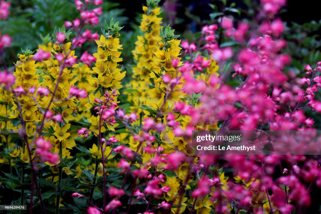 In the evening garden
